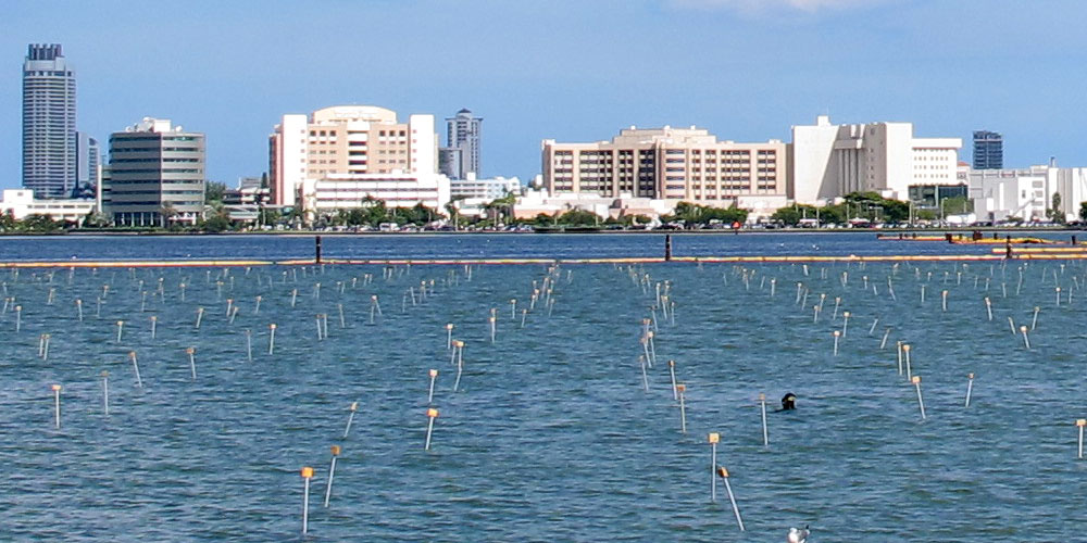 Miami Seagrass Restoration for Dredging Project