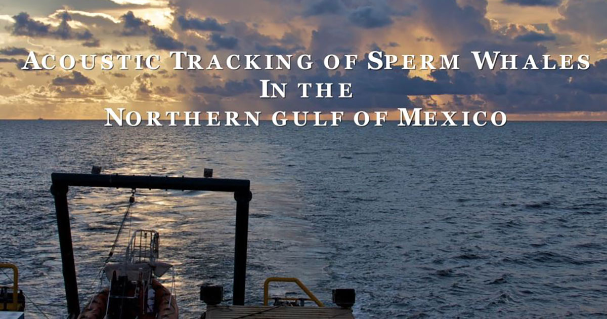 Sperm Whale Tracking in the Gulf of Mexico