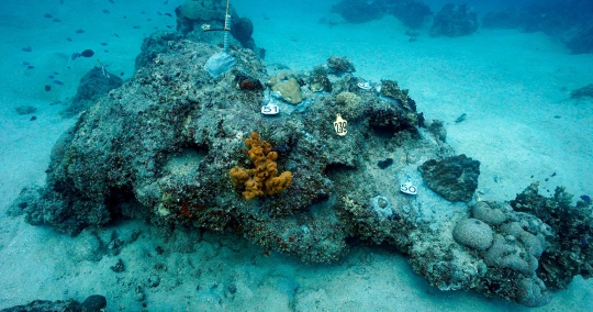 CSA Scientists Complete Coral Relocation Effort Prior to COVID-19 Outbreak