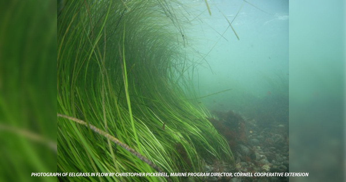 Mark Fonseca Publishes Paper on Seagrass Hydrodynamics