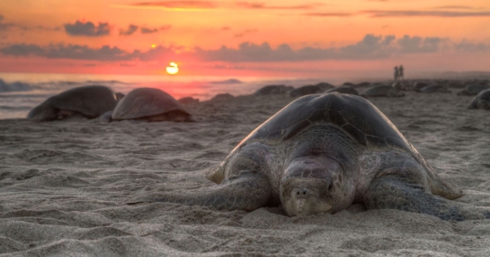 Sea Turtle Nesting Season Has Started! 