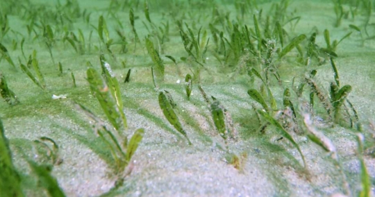 The Enigmatic Seagrass