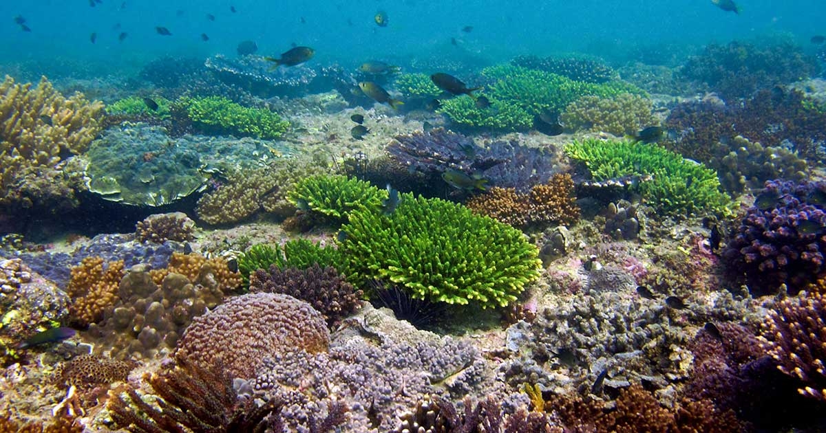 Our Beautiful Ocean: Reef in the Arabian Sea