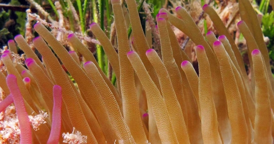 Our Beautiful Ocean: The Giant Caribbean Sea Anemone