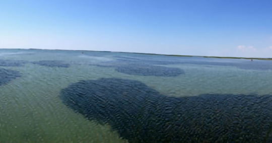 North Carolina Seagrass Landscape Dynamics & Consequences for Mitigation
