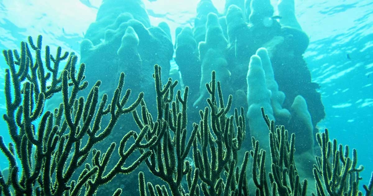 Sea The Difference: Pillar Coral of the Carribean
