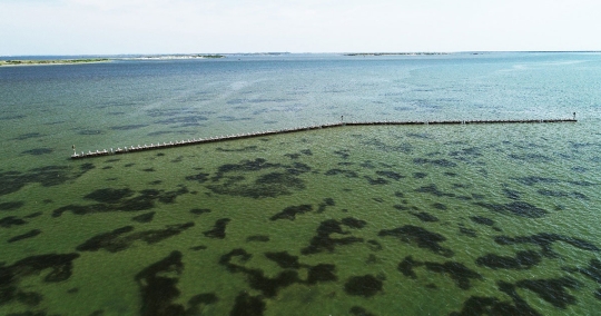 Seagrass Mitigation Strategies: Could Artificial Wavebreaks be the Answer?