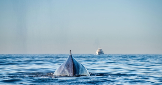 CSA’s Tara Stevens to Present Vessel Strike Model at American Cetacean Society Conference in San Diego, CA