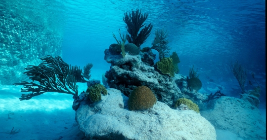 CSA Ocean Sciences Inc. Surpasses 100,000 Relocated Corals