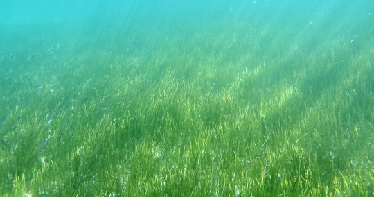 Research-led Seagrass Restoration in Florida 