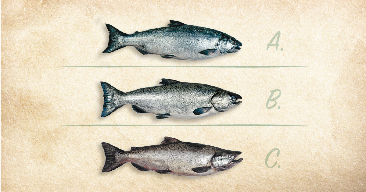 The Chinook (King) Salmon