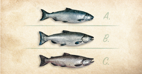 The Chinook (King) Salmon