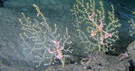 CSA Ocean Sciences Inc. Expands Remote Monitoring Capabilities