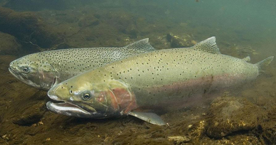 The Steelhead Trout