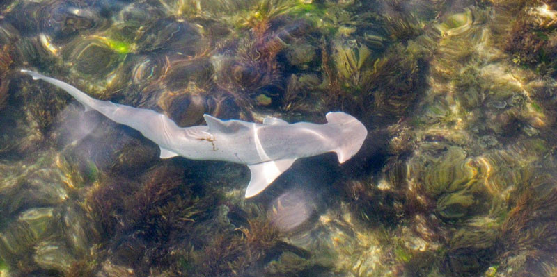 bonnet head shark csa ocean web