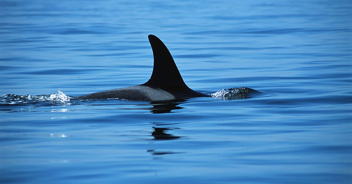 EA for Monterey Bay National Marine Sanctuary Site