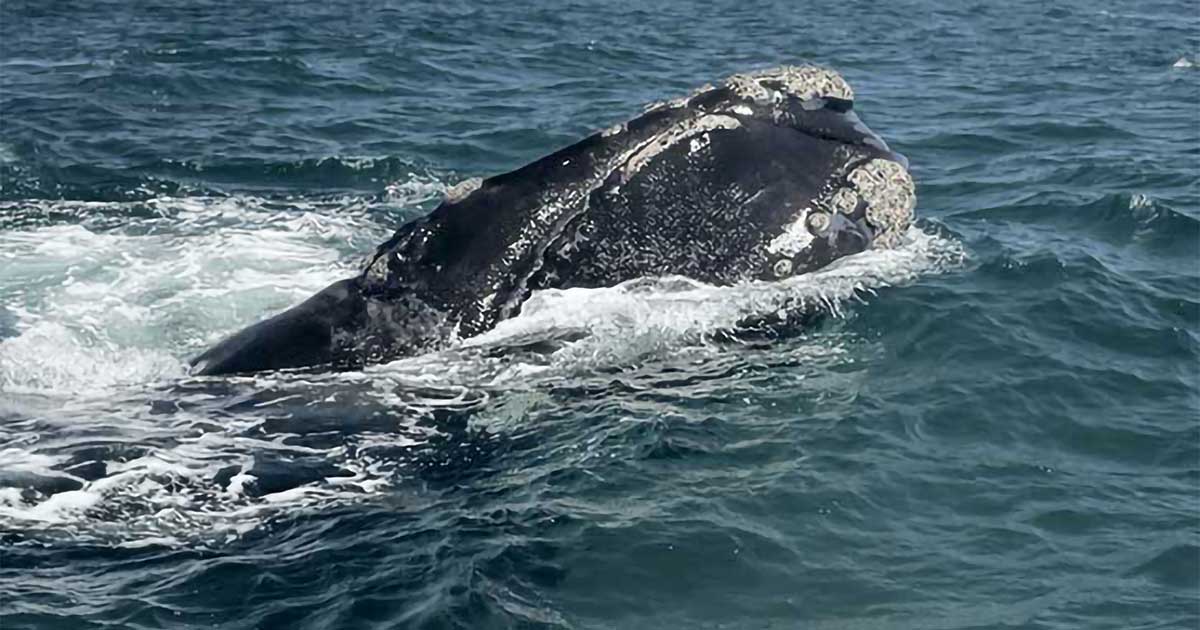 Right Whales and Potential Impacts Associated With Naval Operations