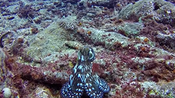 Baby Octo in Tinian