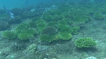 Sur, Oman Coral Relocation
